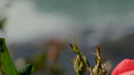 Flower-rose-swaying-in-the-wind-and-moving-in-and-out-of-shot-with-a-blurred-background-of-water-flowing-down-river-on-a-bright-sunny-day