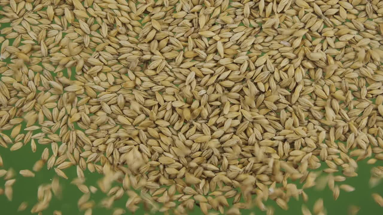 아래로 떨어지는 보리 곡물의 면. 씨이 떨어지고 초록색 화면을 채니다. 곡물 배경