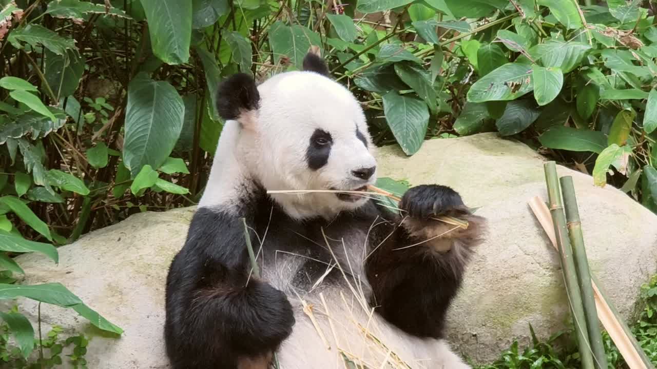 panda comiendo bambú