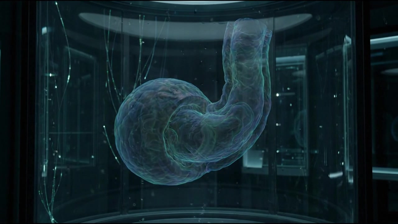 Human stomach organ 3D holographic render medical display