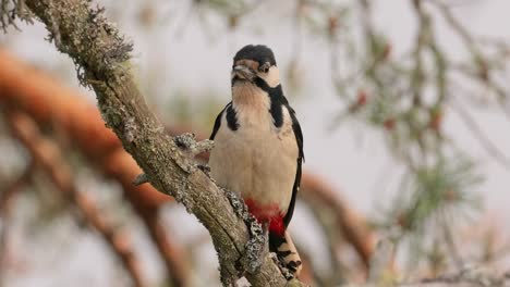 gran pájaro carpintero manchado en un árbol en busca de comida. gran carpintero manchado (dendrocopos major) es un carpintero de tamaño mediano con plumaje negro y blanco y una mancha roja en la parte inferior del vientre