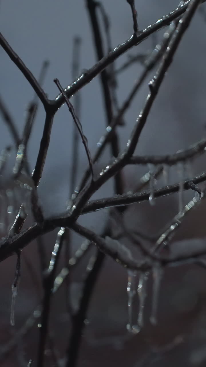 Primo piano di rami d'albero spogli e ghiacciati ricoperti di ghiaccioli e piccoli accumuli di neve, con una luce che brilla dolcemente e un edificio sfocato sullo sfondo.