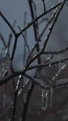primer plano de ramas de árboles desnudas congeladas cubiertas de hielo y gafas de nieve, con una luz suavemente brillante y un edificio borroso en el fondo