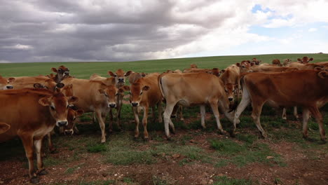 vacas lecheras en una gran granja