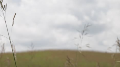 grasses growing everywhere in the fields - close up shot