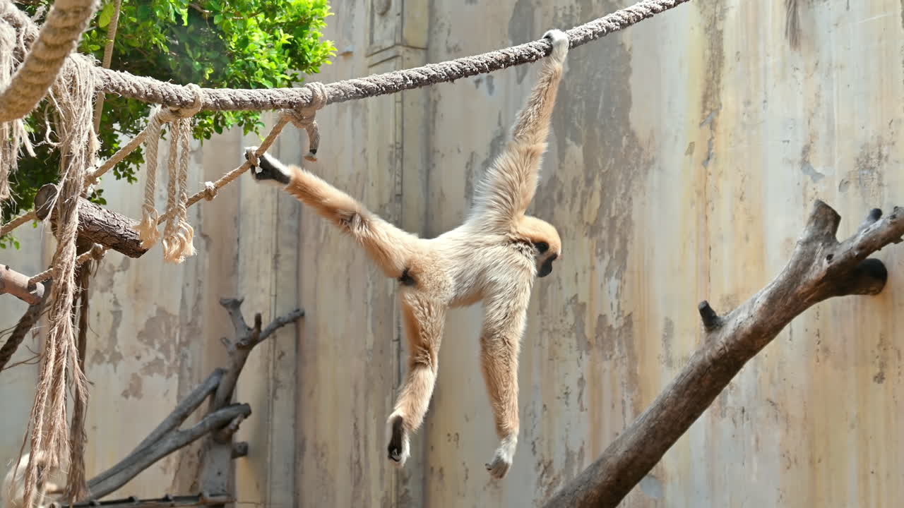 スペイン、ベニドームのテラ・ナトゥーラ動物園でロープにぶら下がっているテナガザル