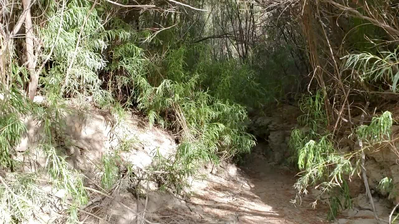 Starting walk into bushes in Utah