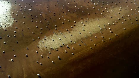 Vögel-Ruhen-Bei-Sonnenuntergang-Auf-Dem-Goldenen-Sand---Luftaufnahme-Von-Oben-Nach-Unten-Ostsee---Polen