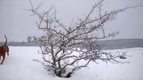 Dog-running-next-to-a-bush,-wintertime-slowmotion