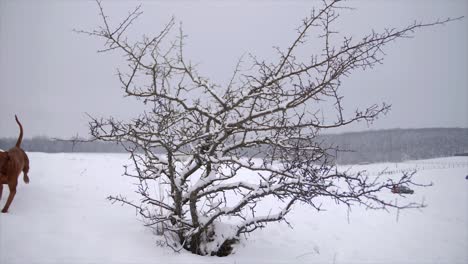 dog running next to a bush, wintertime slowmotion