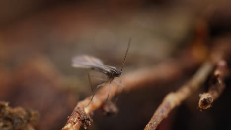 Cecidomyiidae-Fungus-gnat-sits-on-twig-on-forest-floor,-low-angle-shallow-depth