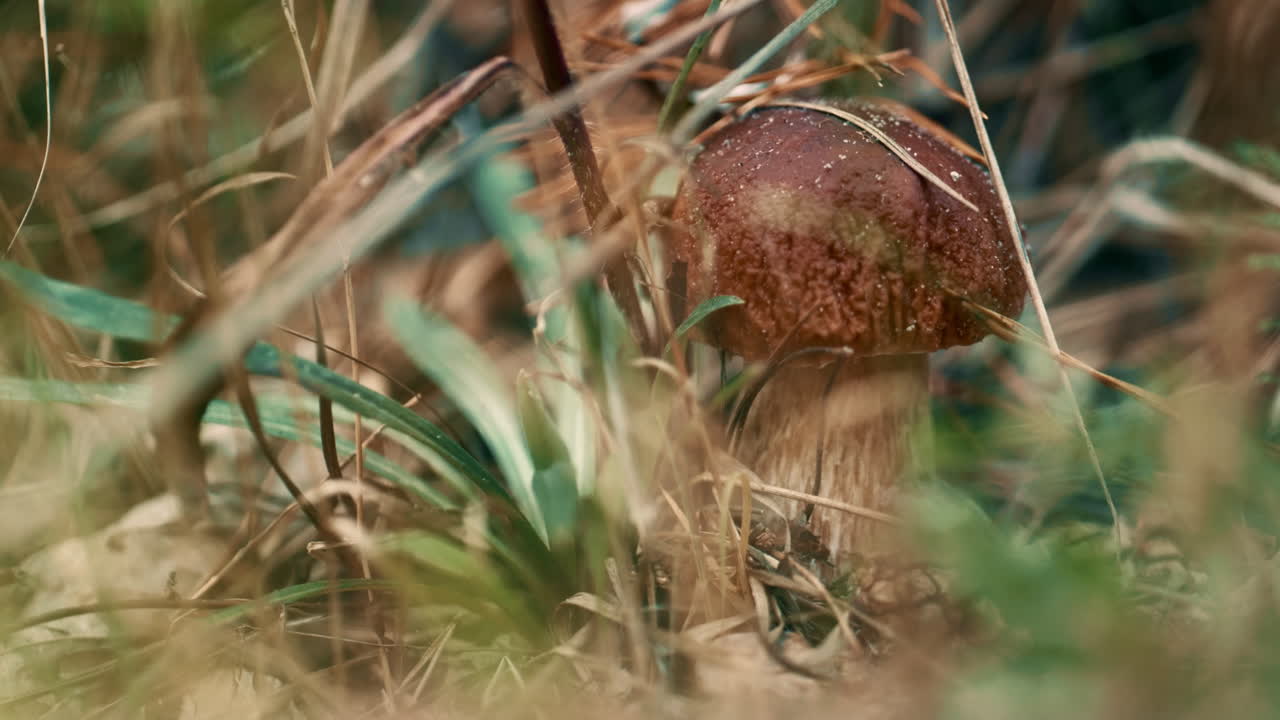 crecimiento de hongos forestales comestibles marrones en atmósfera silvestre en el césped de otoño en primer plano.