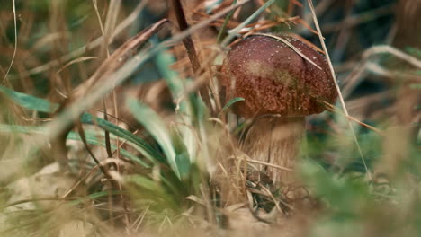 Brown-edible-forest-mushroom-growth-in-wild-atmosphere-in-closeup-autumn-grass.