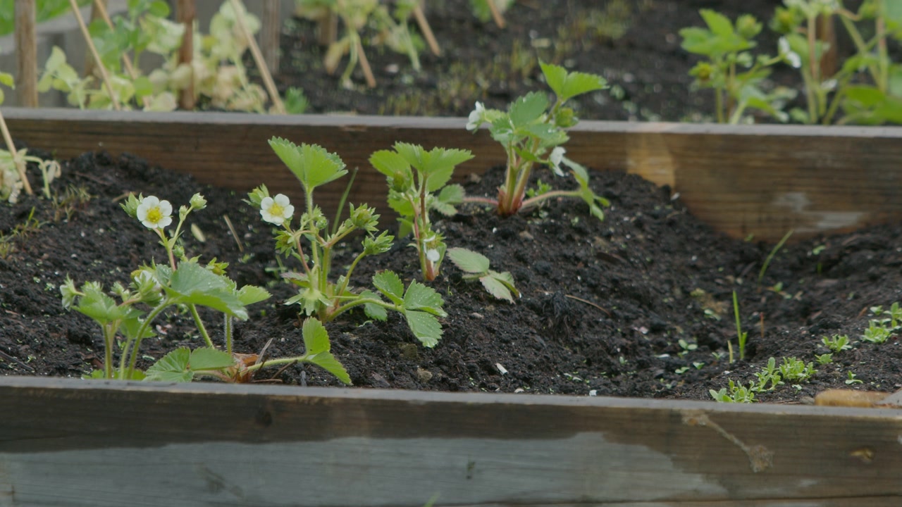 Close-up of young strawberry plants with white flowers and green buds growing in a wooden raised garden bed. Dark soil, serrated green leaves, and tiny developing fruit visible. Soft overcast ...