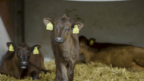 Junges-Kalb-Mit-Ohrmarken-Steht-Im-Stall-Auf-Dem-Milchviehbetrieb---Nahaufnahme