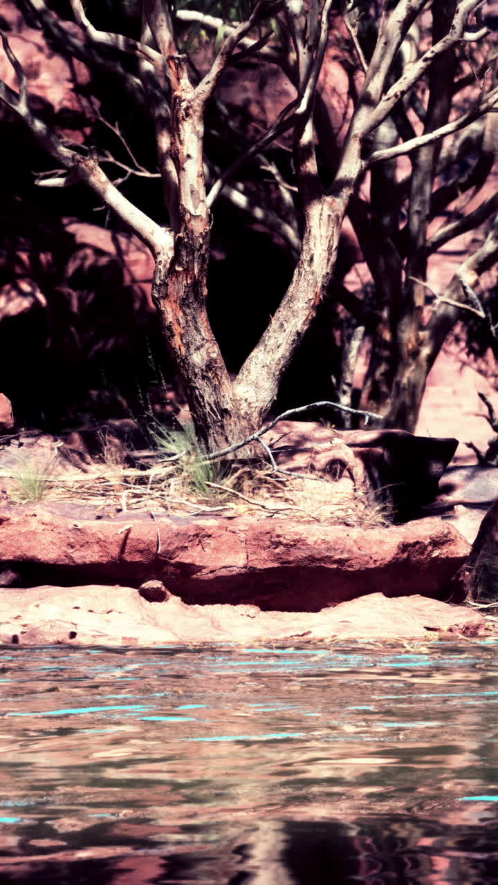 un árbol solitario se encuentra en un acantilado rocoso con vistas a un cuerpo de agua quieto en un cañón desértico
