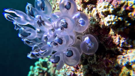 closeup of a sea slug on coral