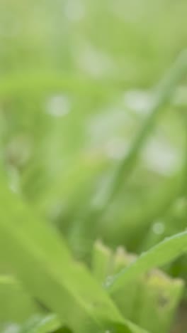 Vertical-Video-Close-Up-Of-Rain-Droplets-On-Grass-And-Plant-Leaves