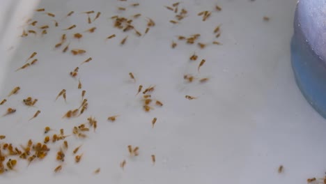 Newly-hatched-baby-fish-fry-with-egg-yolk-sack-swimming-in-an-incubator-tank-at-fish-farming-hatchery,-close-up-of-tiny-fishes