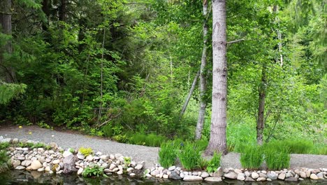 path in the middle of the forest