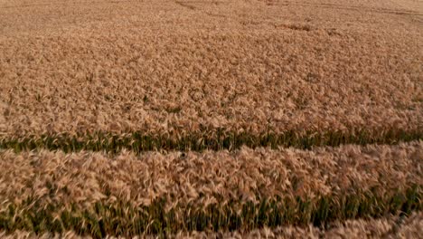 Flight-over-the-wheat-field-at-sunset