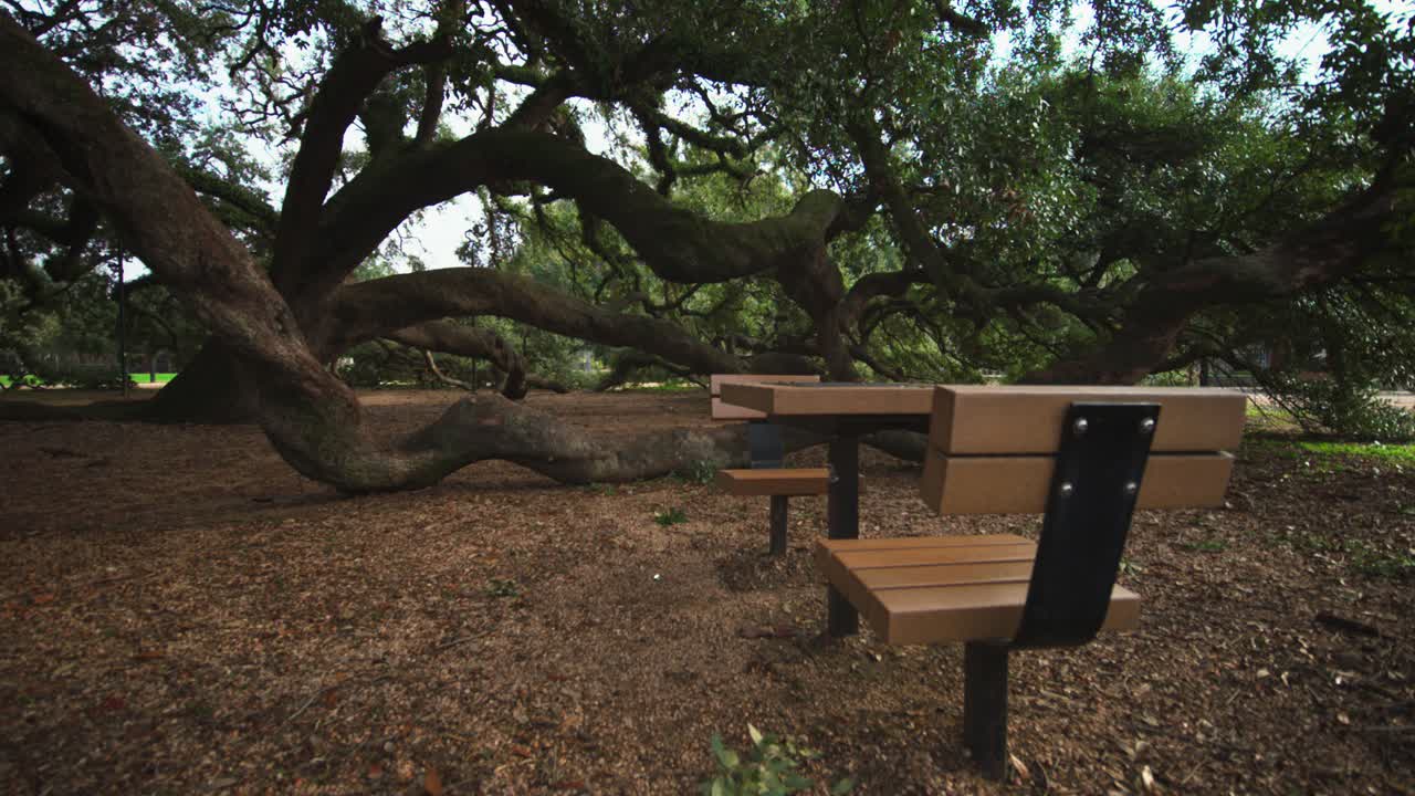 공원 에 있는 큰 오크 나무  에 있는 피크닉 테이블