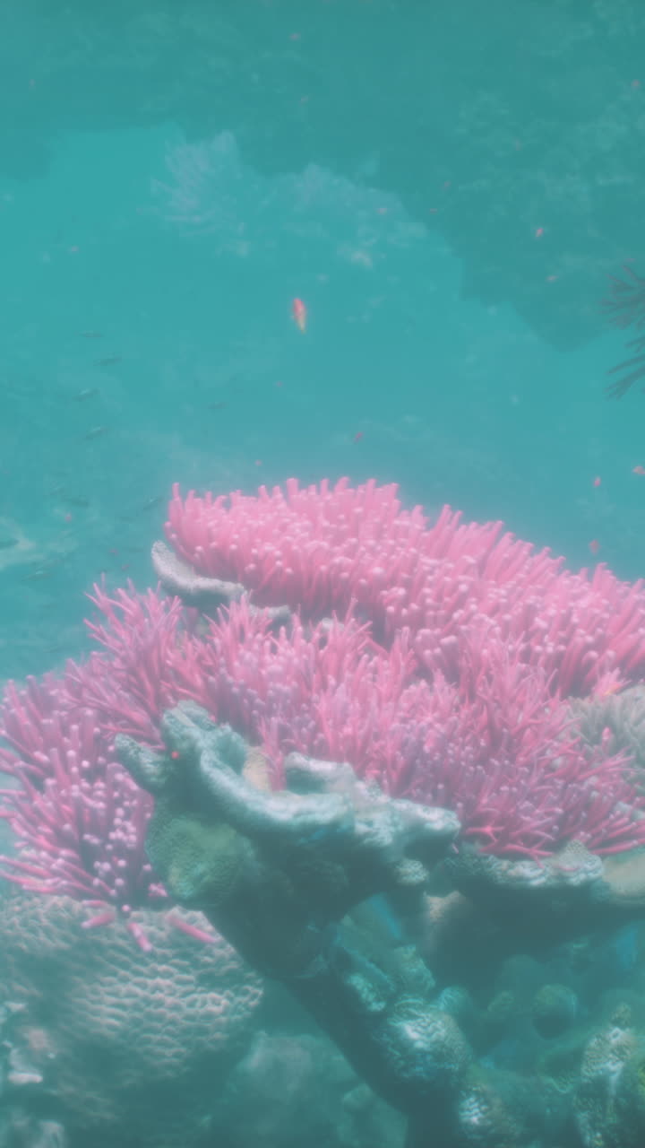 Scena sottomarina della barriera corallina rosa