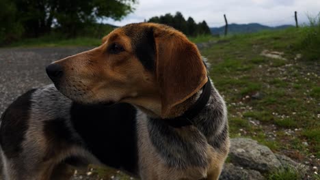 perro de caza en las montañas olfatea alrededor y observa, en busca de pistas, sintiéndose perdido y aislado