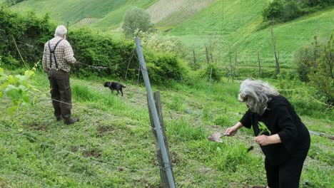 elderly couple tends to their vineyard on a sunny day, cultivating vines for organic wine, embodying a sustainable family tradition