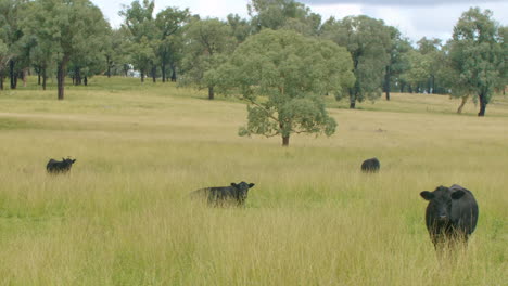 Panning-View-Of-Dairy-Cow-Cattle-In-Green-Paddock-On-Australian-Outback-Farm,-4K