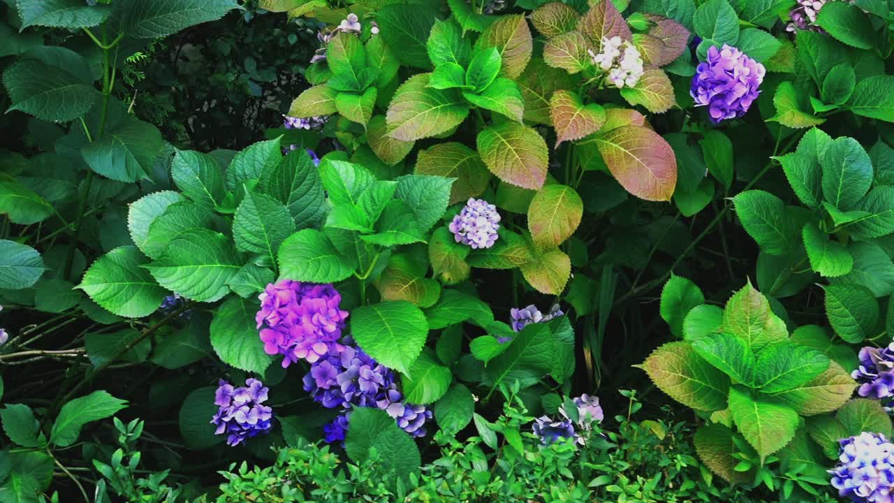 Flowers on the flowerbed. Shooting in motion