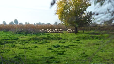 green fields provide grazing grounds for hungarian racka sheep