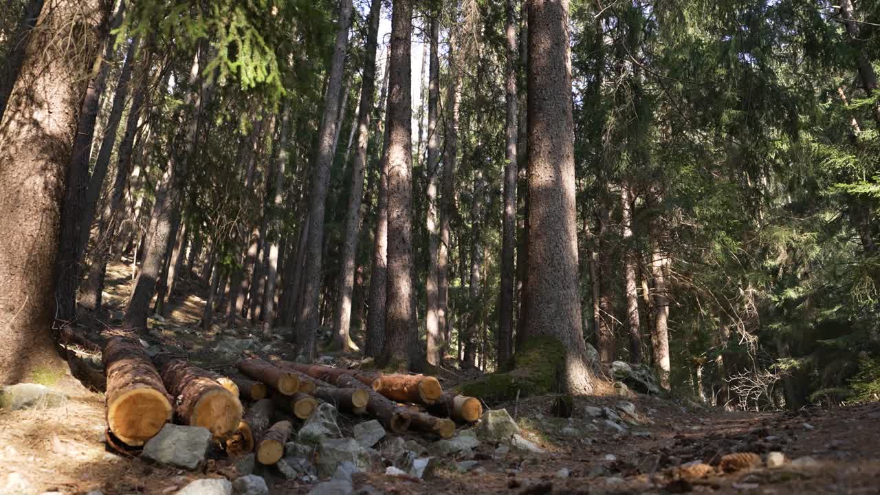 hermoso bosque en los alpes italianos
