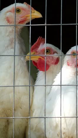 three fluffy white chickens curiously peering through a wire fence that is located in a charming three fluffy white chickens curiously peering through a wire fence that is located in a charming farmyard setting