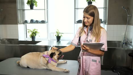 the nurse is making notes after cheking up the pug dog