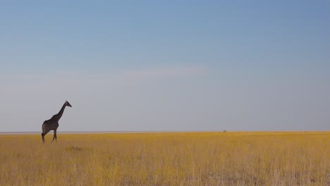 a lonely giraffe walks on the open savannah in etosha national park namibia 1