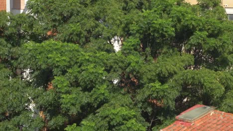 Ramas-Moviéndose-Con-El-Viento-Sobre-El-Techo-De-Las-Casas