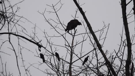 a black vulture in the bare branches of a tree