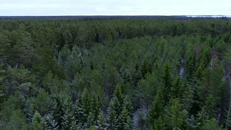 Aerial-view-of-snowy-forest-trees