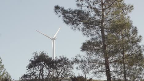 Wind-turbine-top-of-hill,-through-big-pine-trees---Portugal