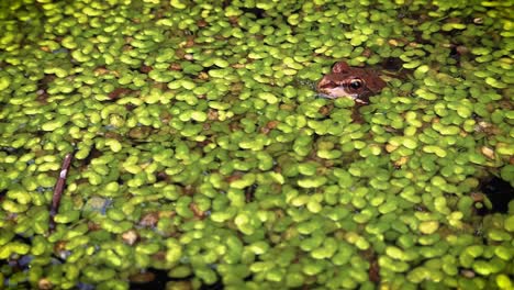 frog hidden in green plants on pond