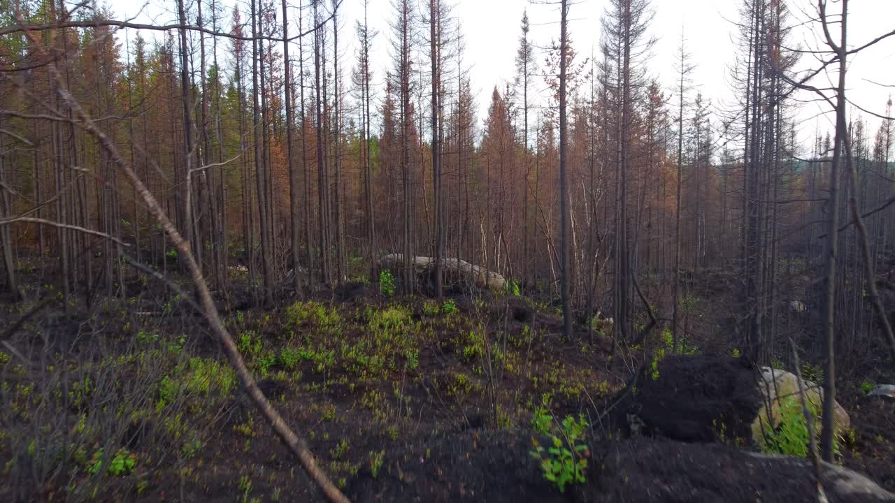 Drone images through the forest where the Qu&eacute;bec fires in Lebel-Sur-Qu&eacute;villon took place