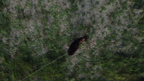 top view of a donkey tethered and alone in a semi-deciduous field with barren spaces