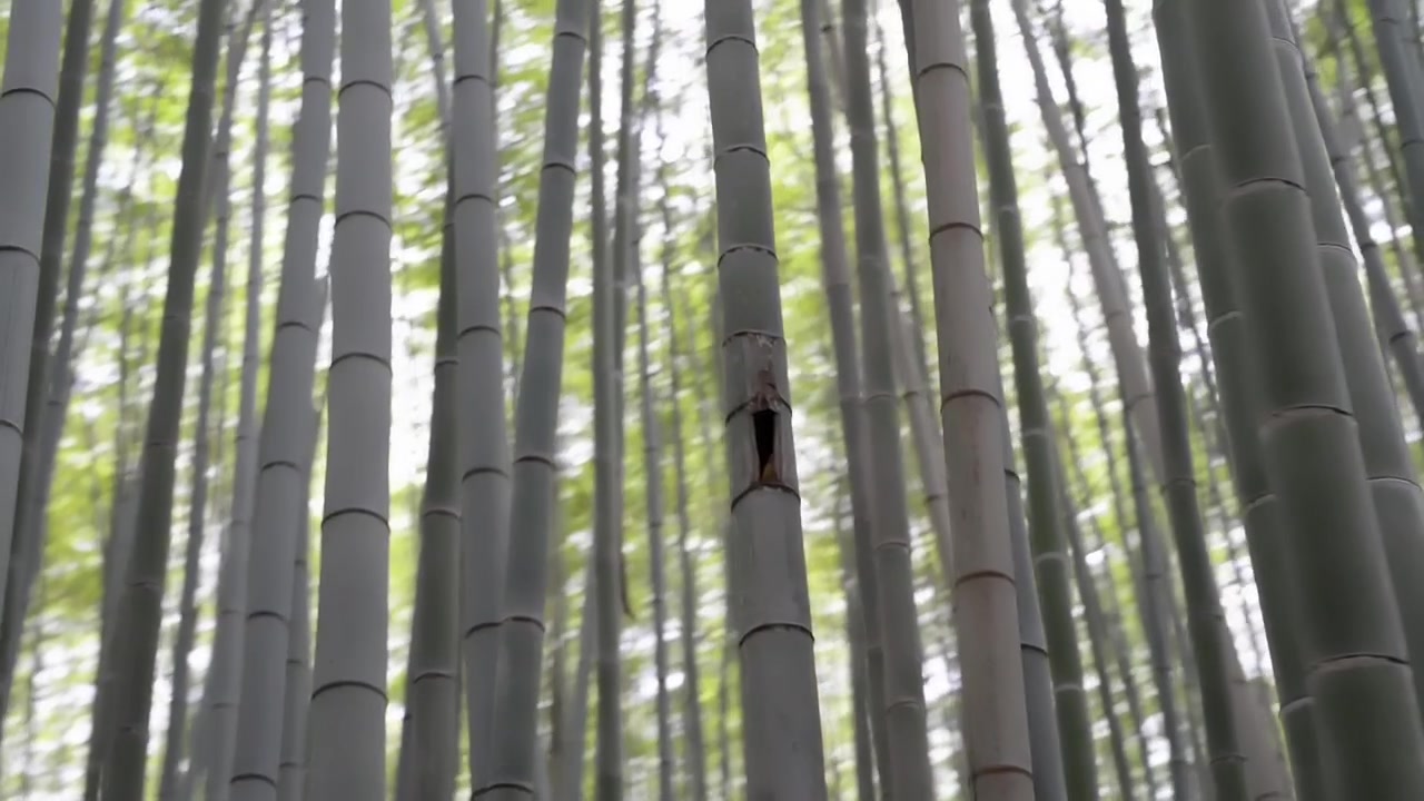 Bosque de bambú en Kioto. Concepto de serenidad en la naturaleza.