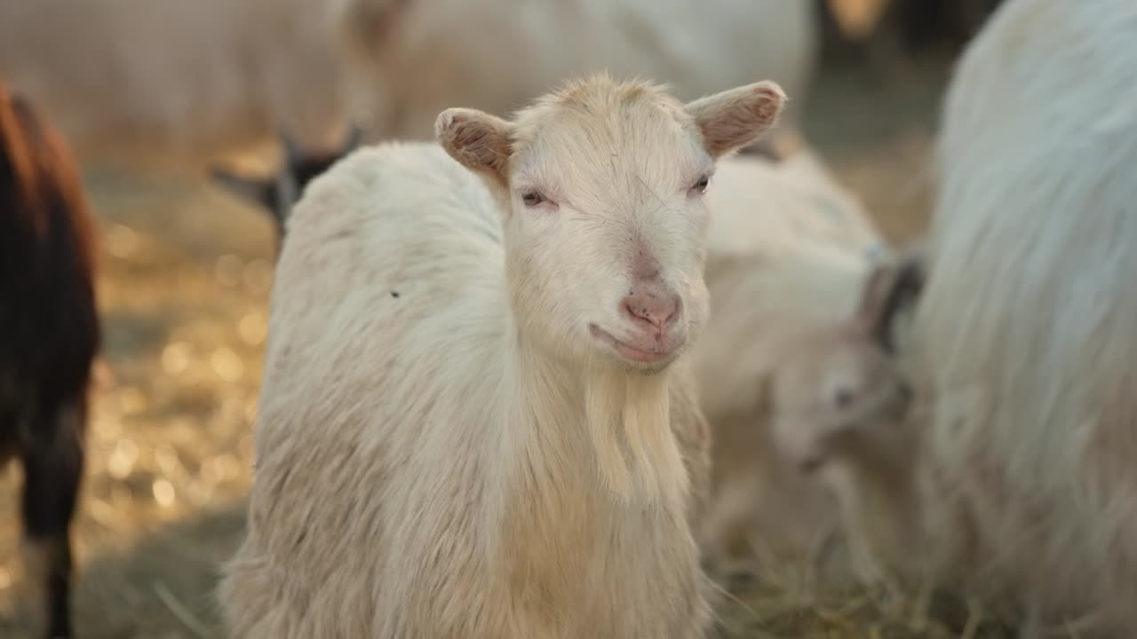 입에서 건초를 씹는 염소의 슬로우 모션 클로즈업