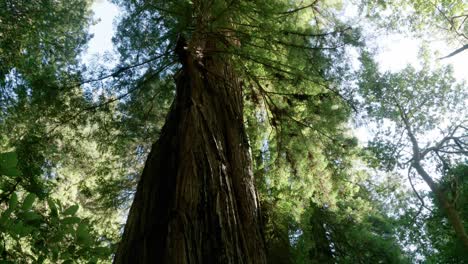 timelapse in redwood forest, looking up at trees