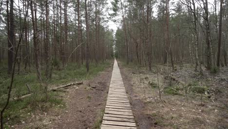 long wooden path in varnikai cognitive walking way with pine forest