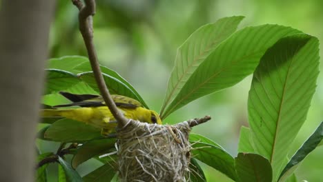 Golden-oriole-Feeding-Chicks-in-Nest-in-Forest