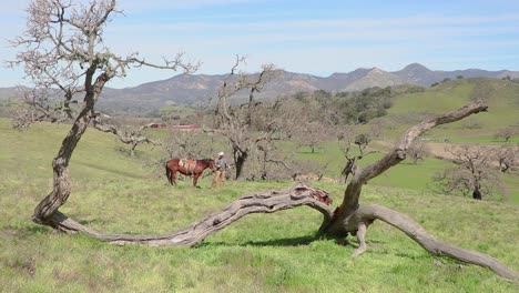 Framed-with-fallen-trees,-the-cowboy-gets-off-his-horse