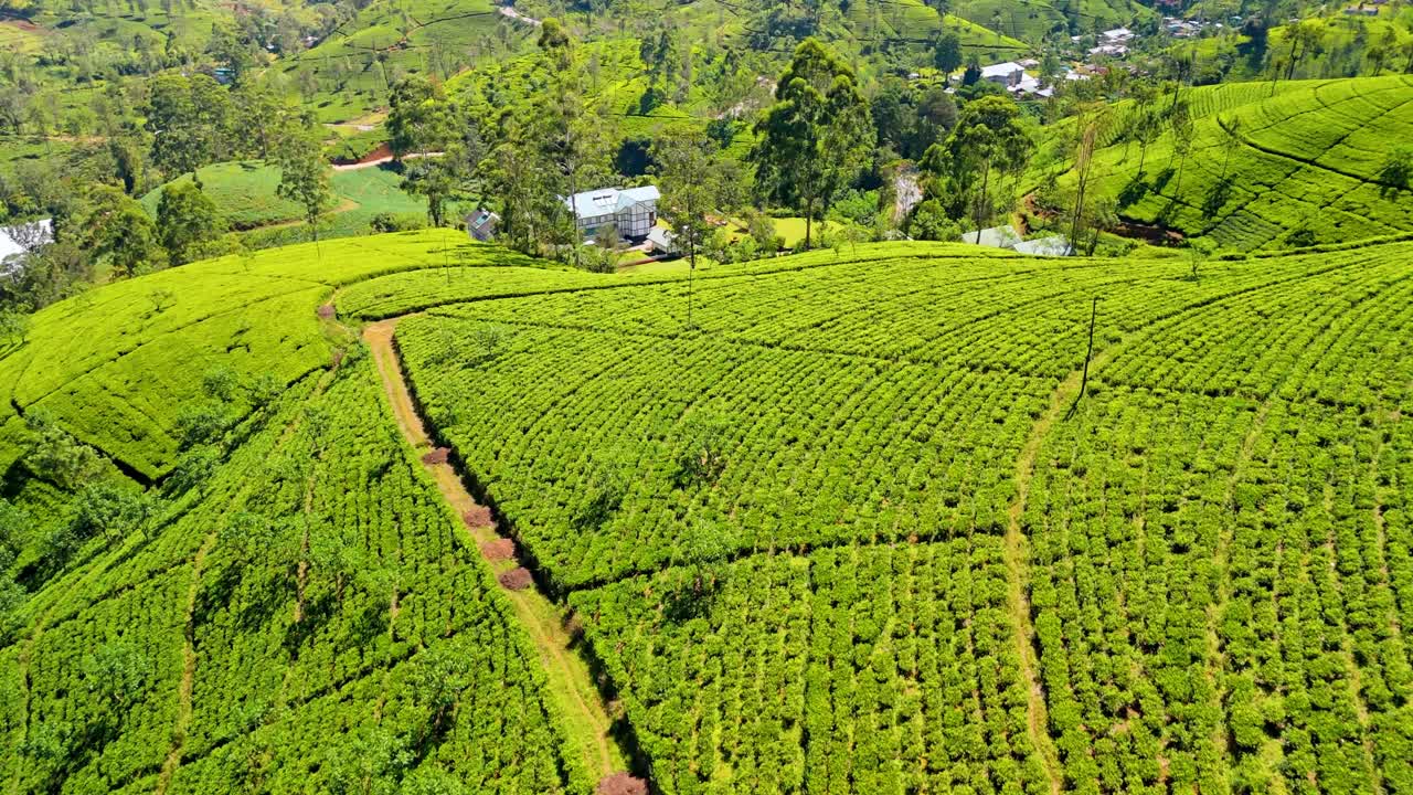 Filmato aereo mozzafiato con drone che sorvola le rigogliose piantagioni di tè di Nuwara Eliya, Sri Lanka